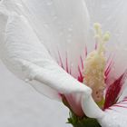 weiße Hibiskusblüte im Regen