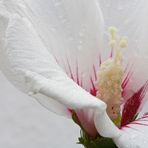 weiße Hibiskusblüte im Regen