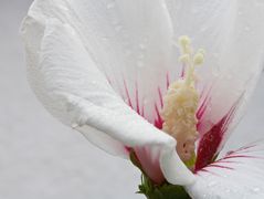 weiße Hibiskusblüte im Regen