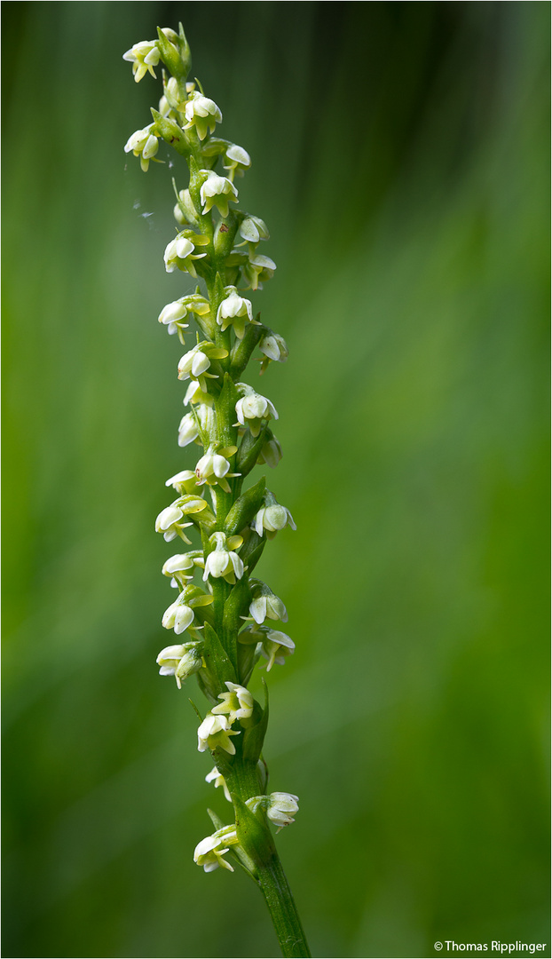 Weiße Höswurz (Pseudorchis albida).