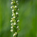 Weiße Höswurz (Pseudorchis albida).