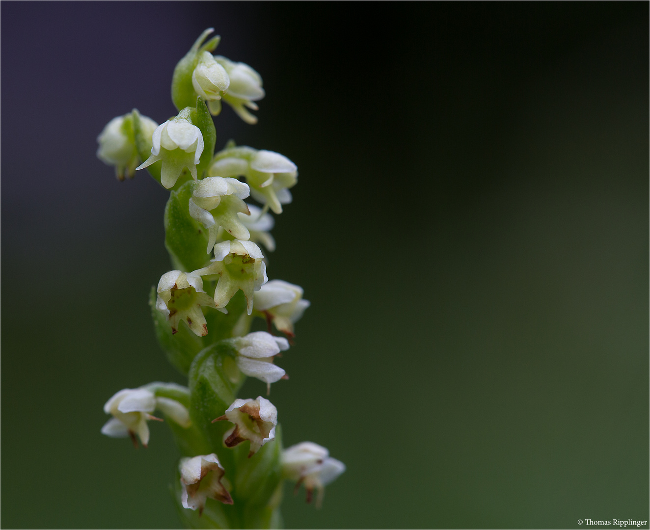 Weiße Höswurz (Pseudorchis albida).....