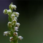 Weiße Höswurz (Pseudorchis albida).....