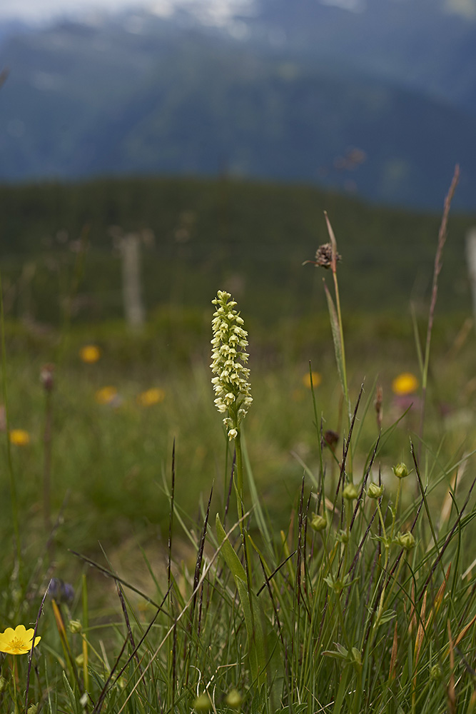 Weiße Höswurz (Pseudorchis albida)