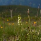 Weiße Höswurz (Pseudorchis albida)