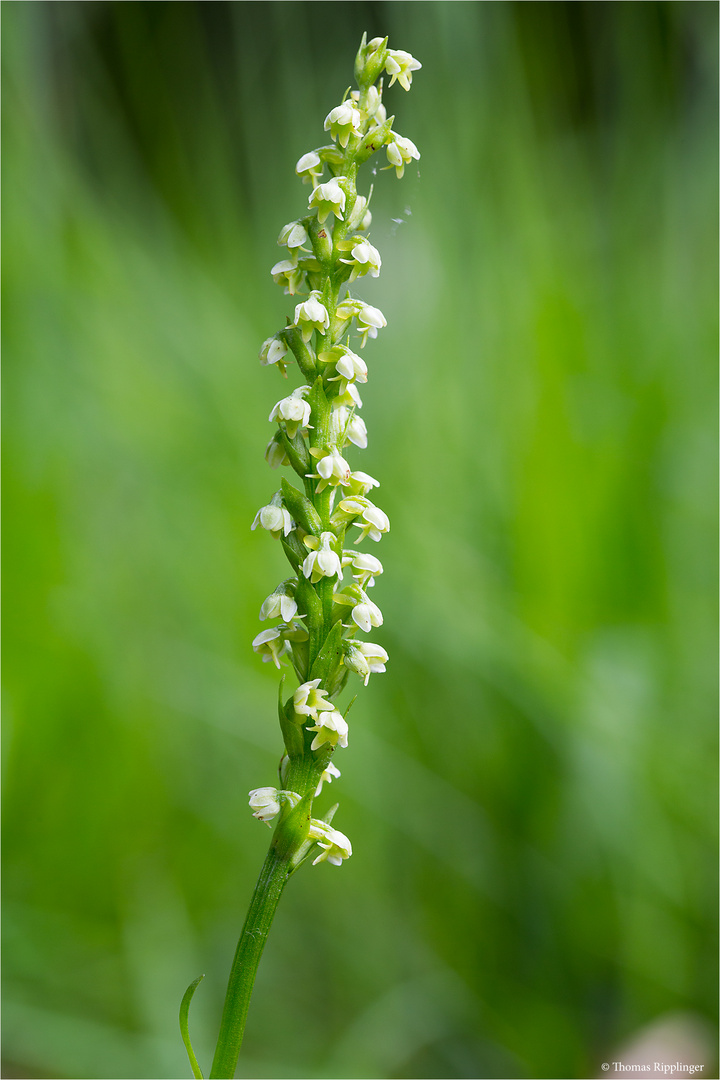 Weiße Höswurz (Pseudorchis albida)