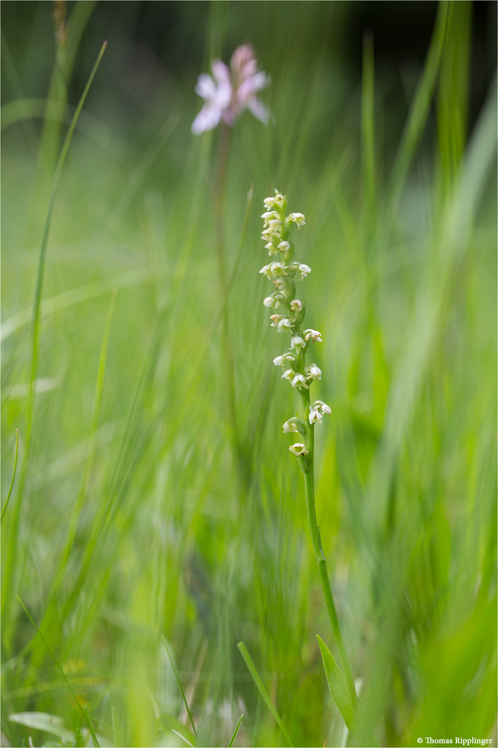 Weiße Höswurz (Pseudorchis albida) 3228