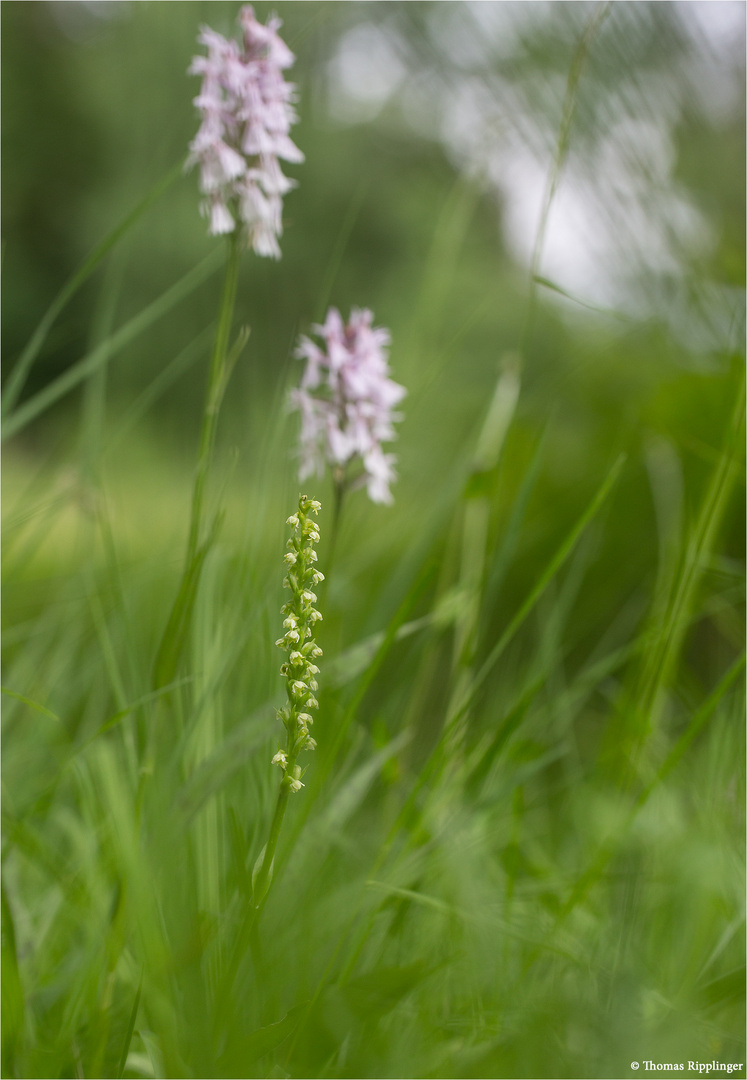 Weiße Höswurz (Pseudorchis albida) 3237