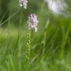 Weiße Höswurz (Pseudorchis albida) 3237