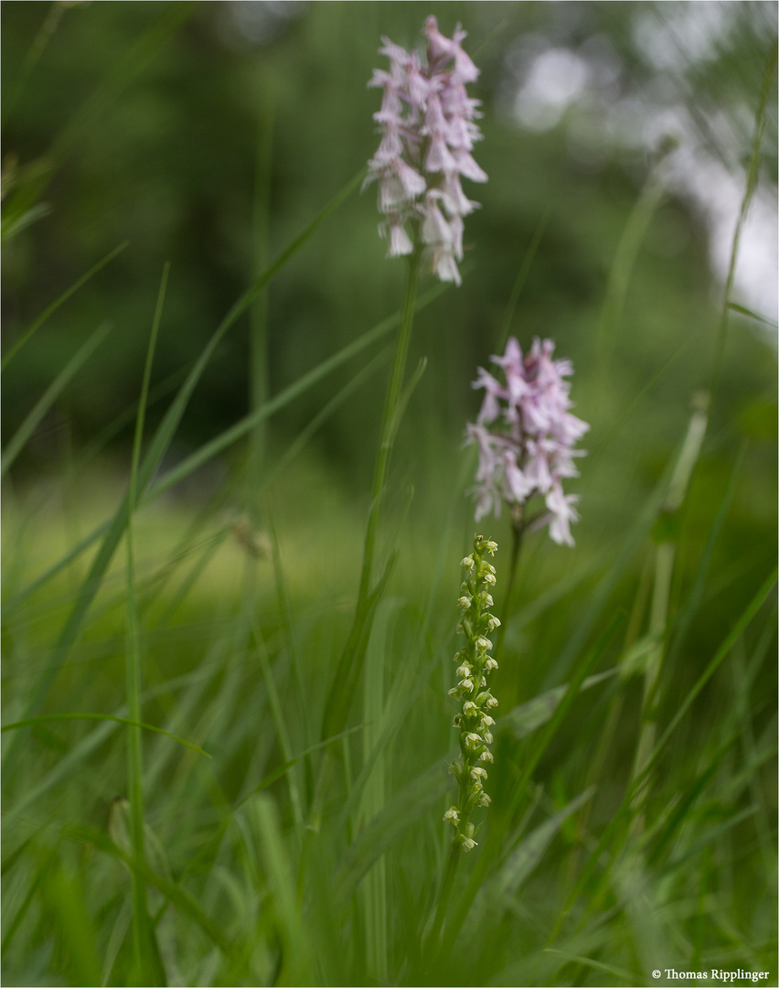 Weiße Höswurz (Pseudorchis albida) 3241