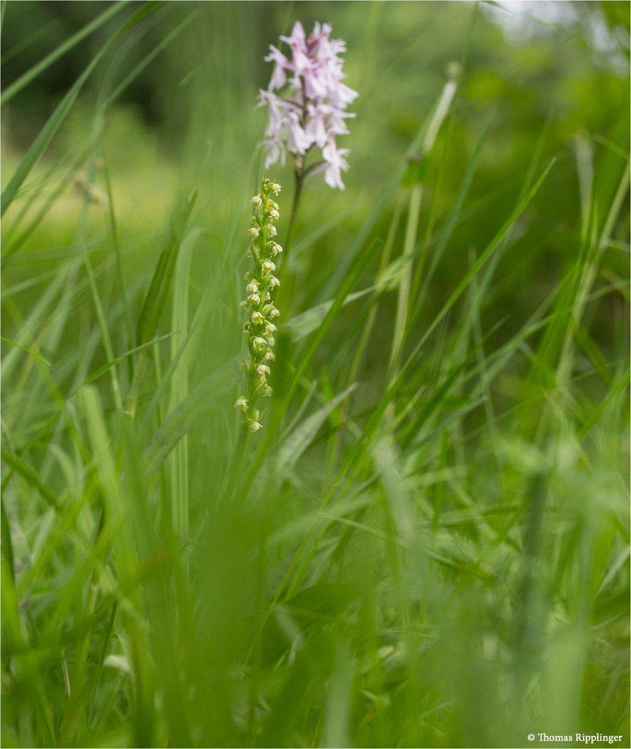 Weiße Höswurz (Pseudorchis albida) 3243