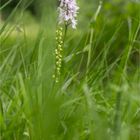 Weiße Höswurz (Pseudorchis albida) 3243