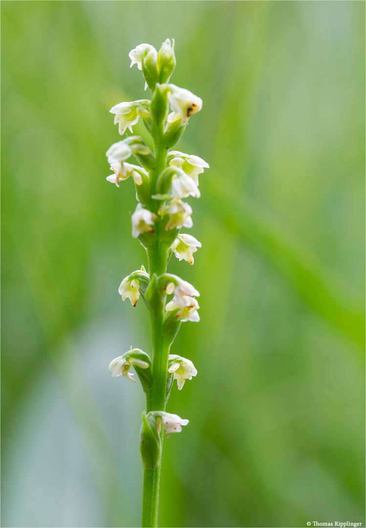 Weiße Höswurz (Pseudorchis albida) 3257