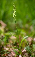 Weiße Höswurz (Pseudorchis albida)