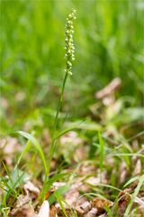 Weiße Höswurz (Pseudorchis albida)..