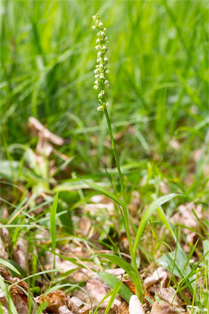 Weiße Höswurz (Pseudorchis albida)