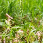 Weiße Höswurz (Pseudorchis albida)