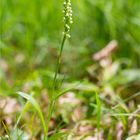 Weiße Höswurz (Pseudorchis albida)..........