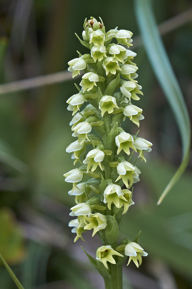 Weiße Höswurz (Pseudorchis albida) Blütenstand