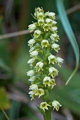 Weiße Höswurz (Pseudorchis albida) Blütenstand