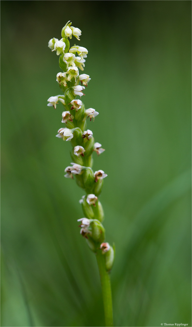 Weiße Höswurz (Pseudorchis albida)....