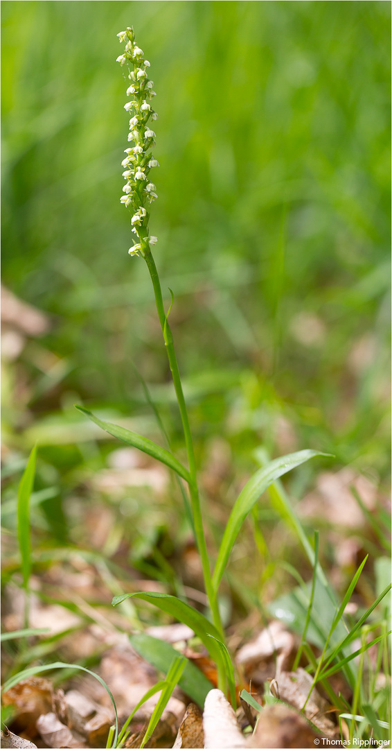 Weiße Höswurz (Pseudorchis albida)