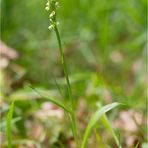 Weiße Höswurz (Pseudorchis albida)