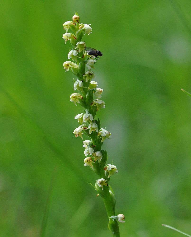 Weisse Höswurz(Pseudorchis albida) - Nordeifel/NRW - 5.7.13