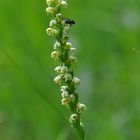 Weisse Höswurz(Pseudorchis albida) - Nordeifel/NRW - 5.7.13