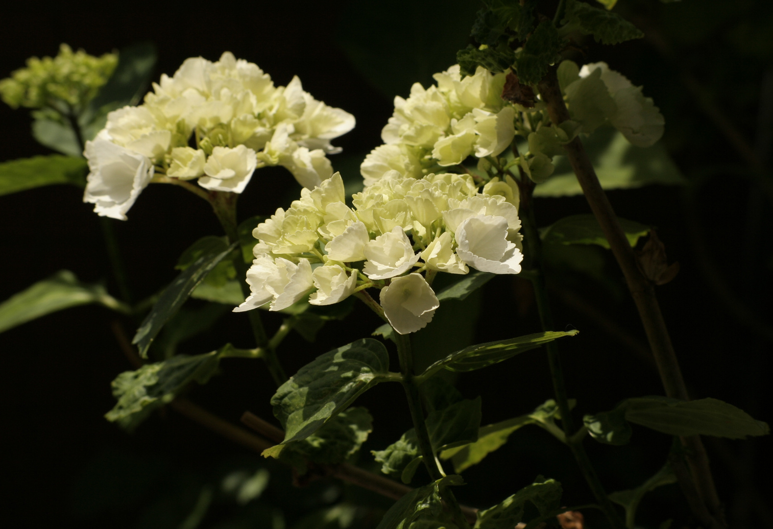 weiße Hortensie