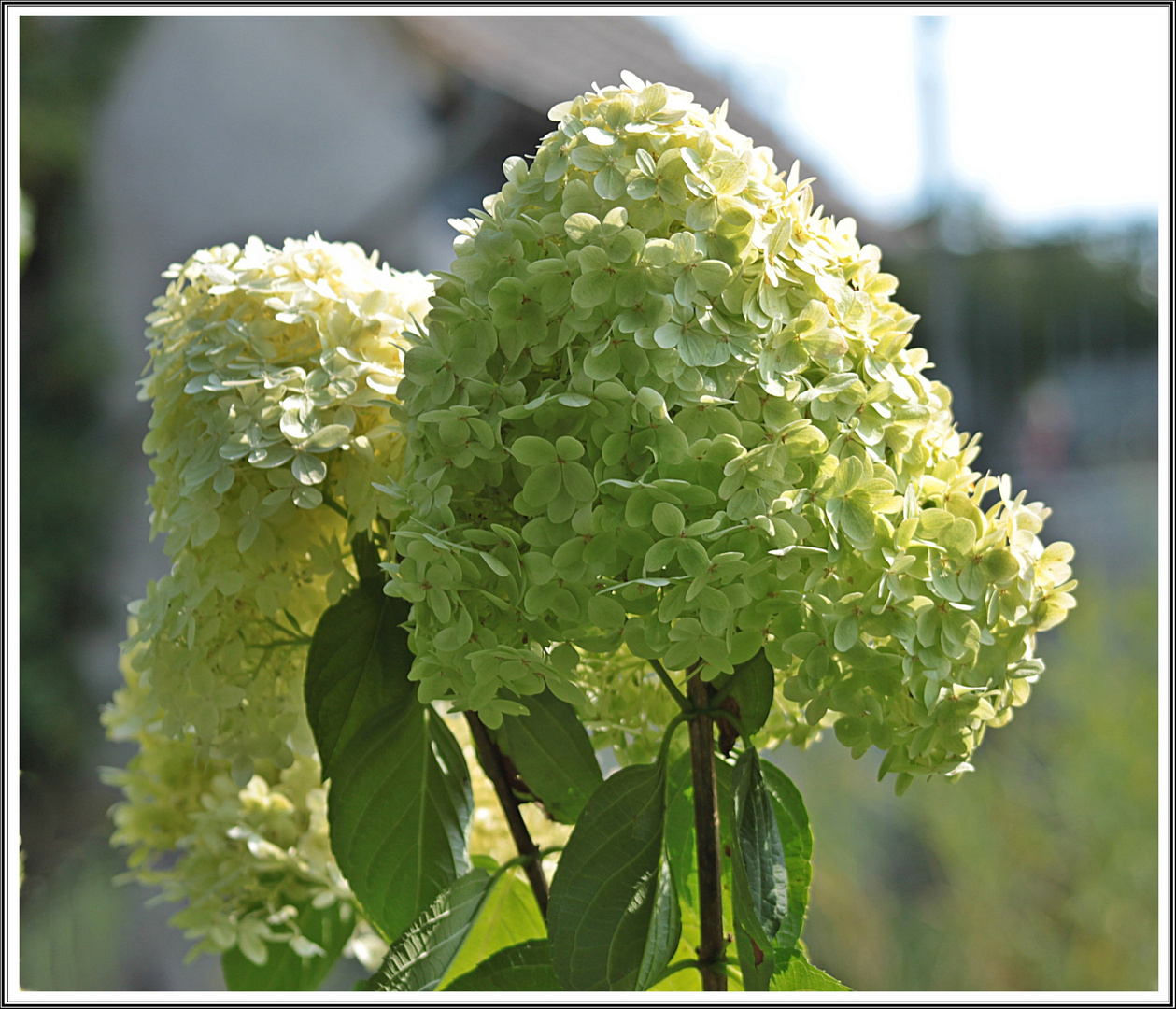 Weiße Hortensie