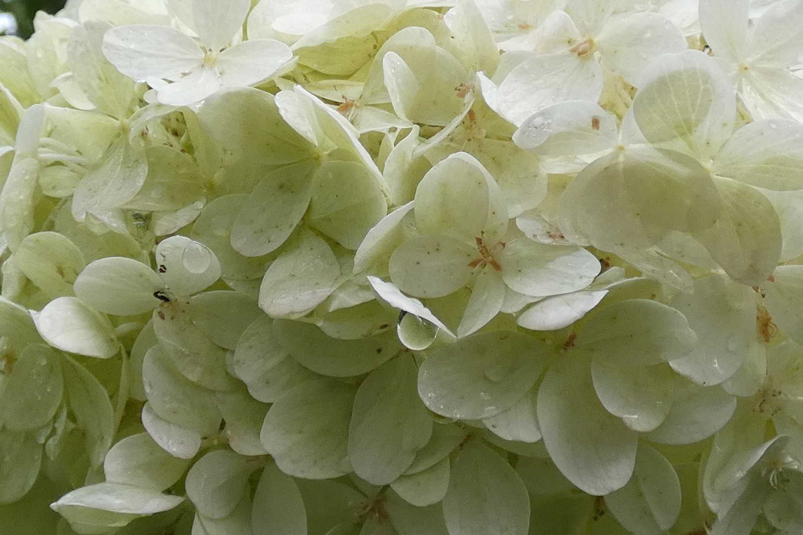 weiße Hortensie im Abendlicht (KS236) Foto & Bild blau, weiß, natur