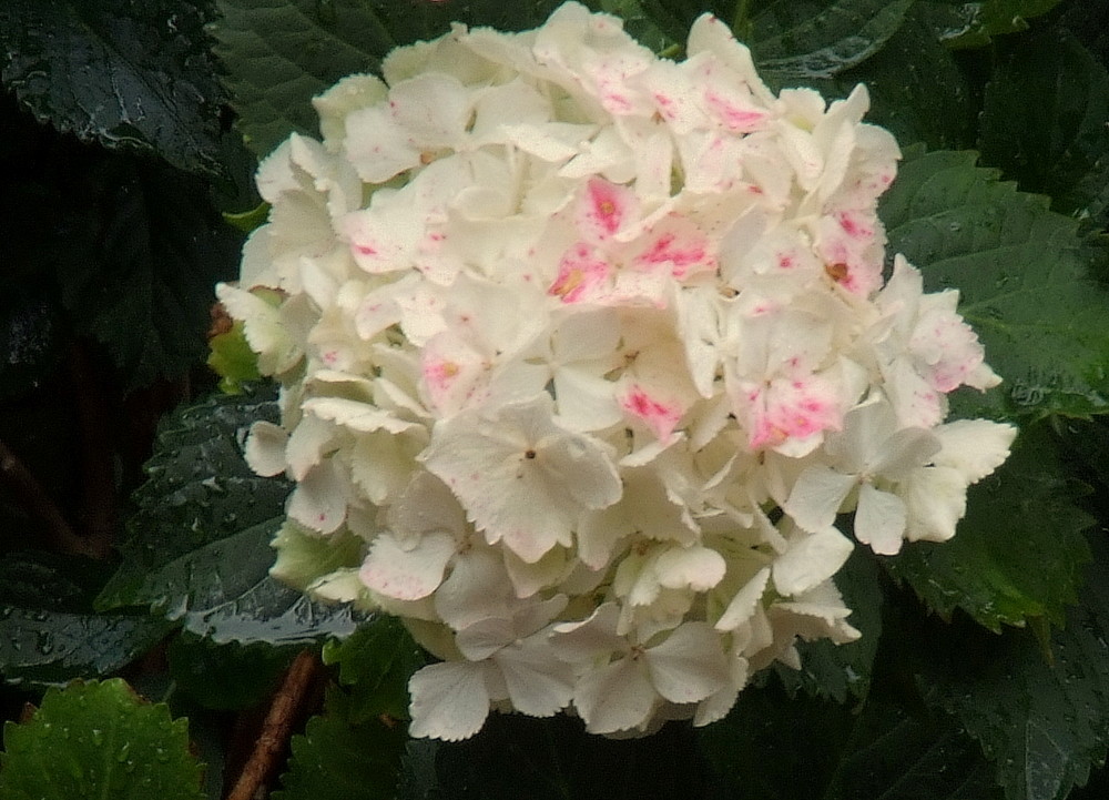 Weisse Hortensie mit rosa Farbflecken direkt nach Regen aufgenommen