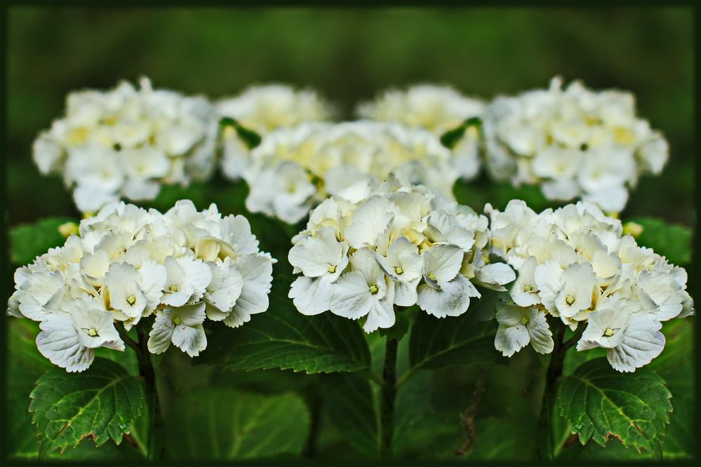 *Weiße Hortensien*