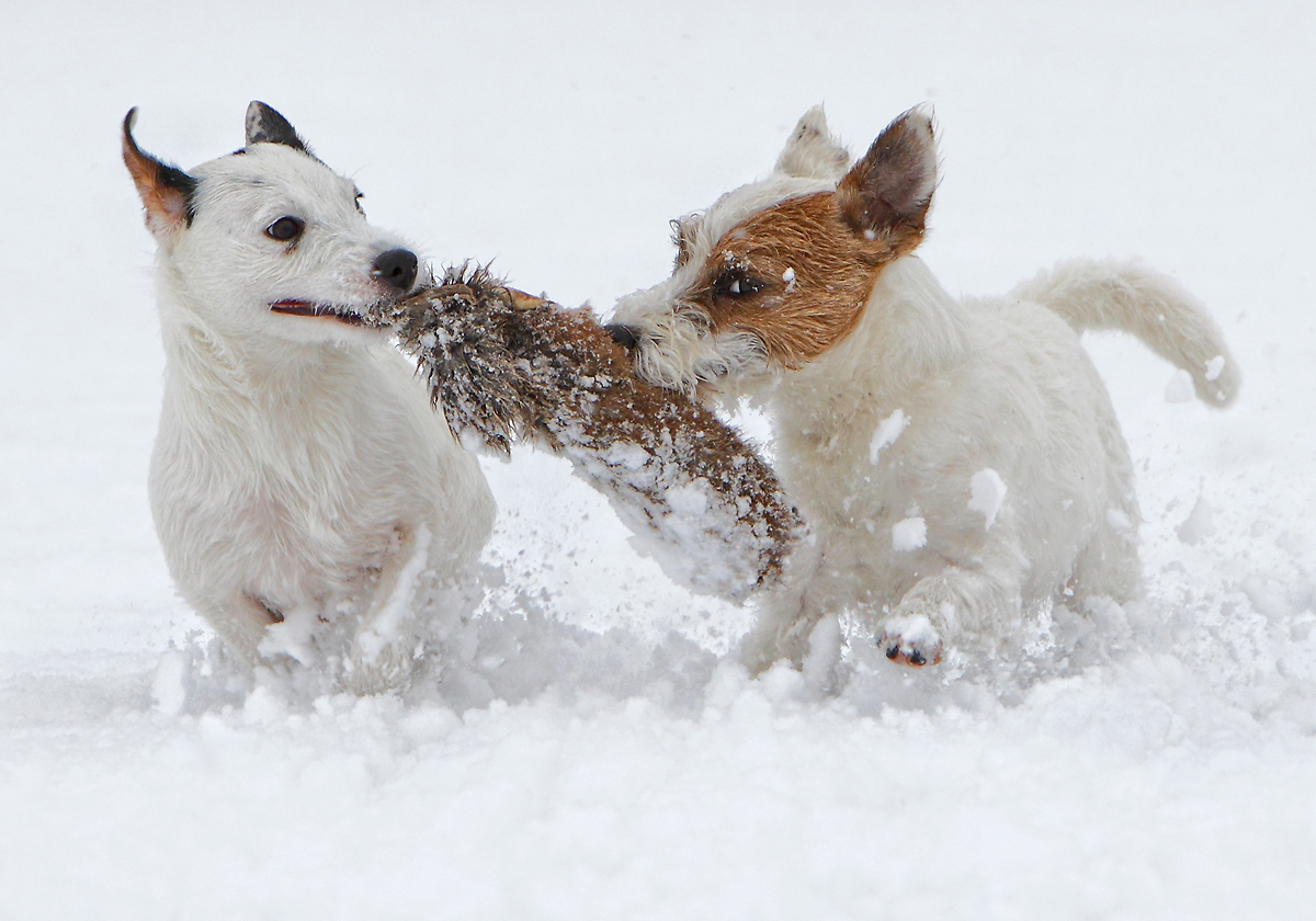 weisse Hunde auf weissem Grund :-)