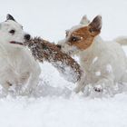 weisse Hunde auf weissem Grund :-)