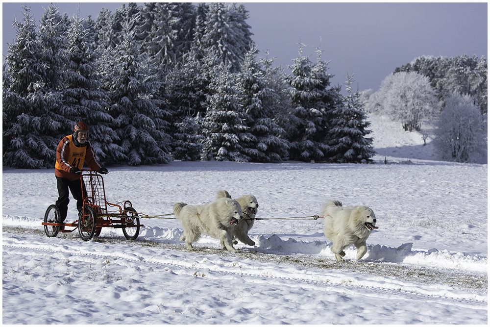 Weiße Hunde im Schnee