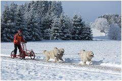 Weiße Hunde im Schnee