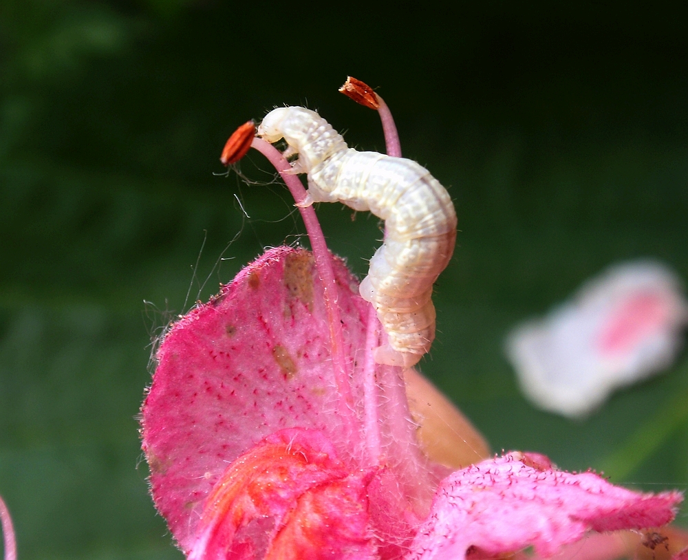 Weiße Insekten-Raupe auf roter Rosskastanie