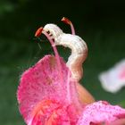 Weiße Insekten-Raupe auf roter Rosskastanie