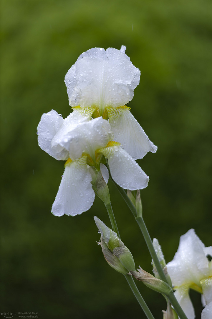 Weiße Iris