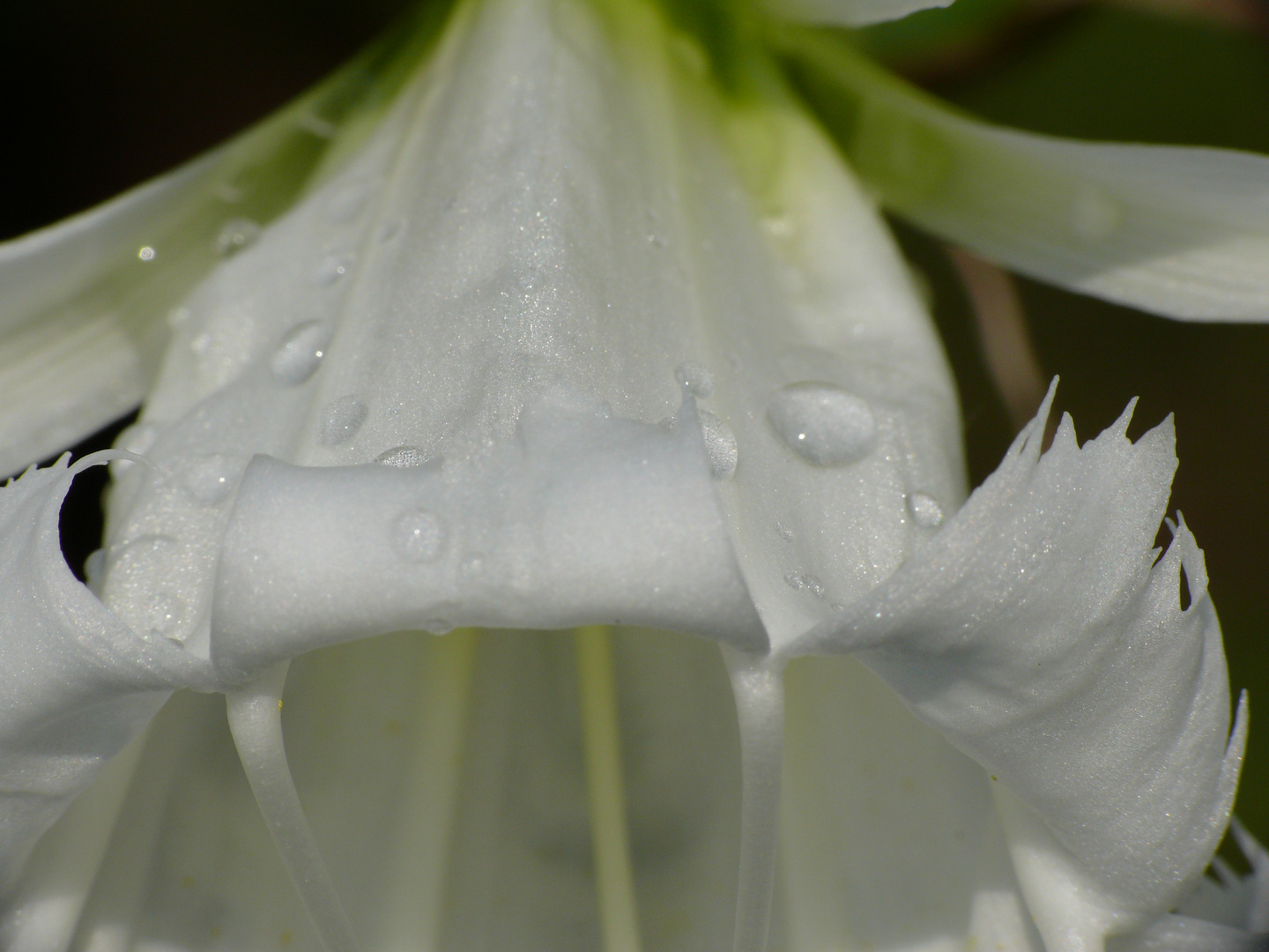 Weiße Iris