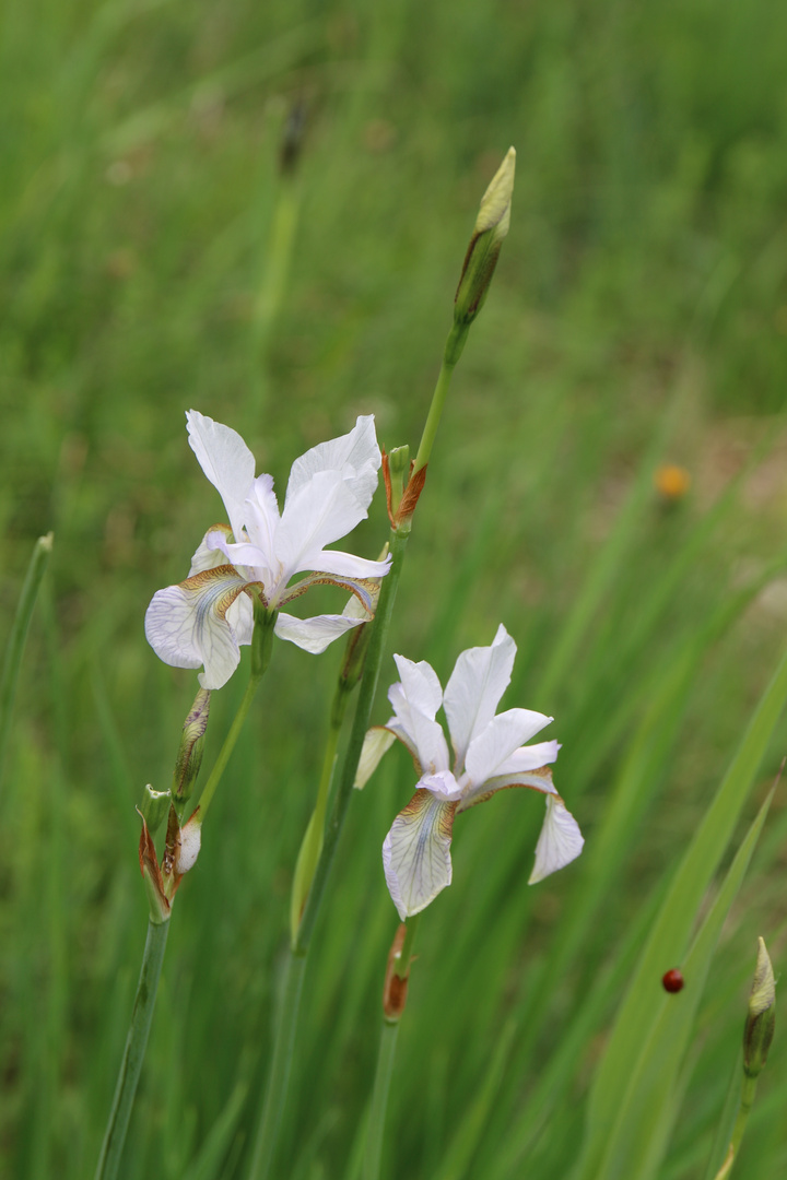 weiße Iris