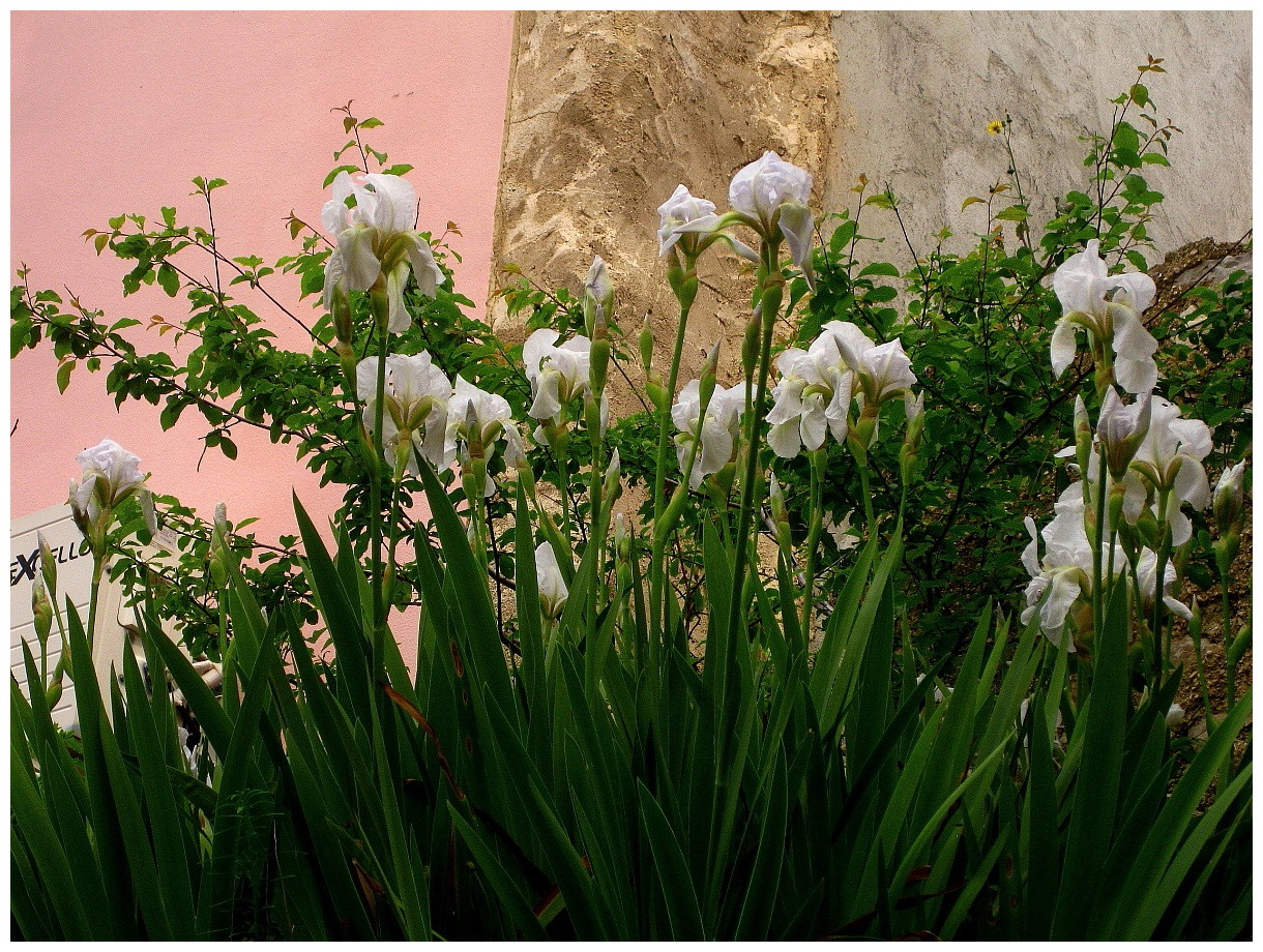 Weiße Iris auf Rab