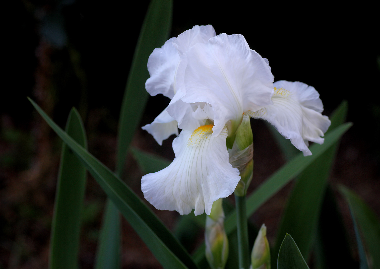 weiße Iris aus den Bergen