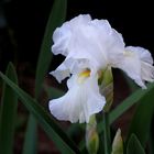 weiße Iris aus den Bergen