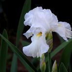 weiße Iris aus den Bergen