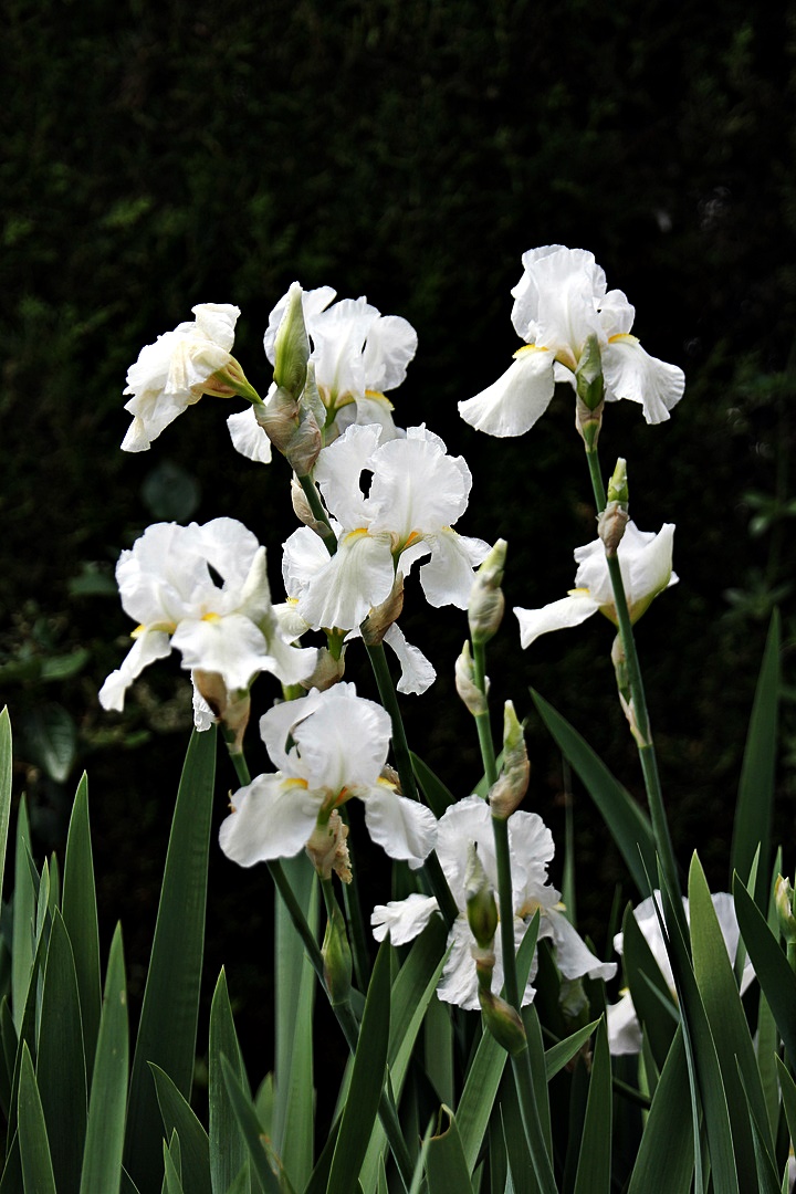 weiße Iris aus den Bergen