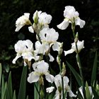 weiße Iris aus den Bergen