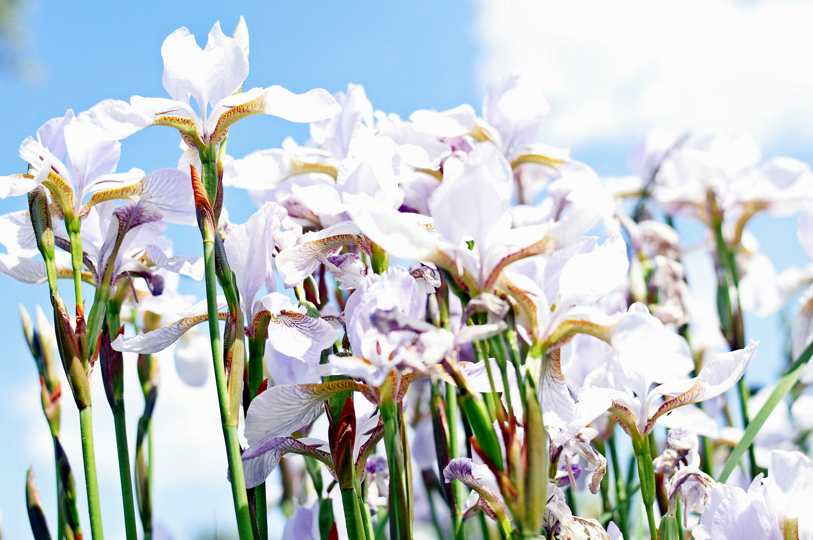 Weiße Iris Foto & Bild pflanzen, pilze & flechten, blüten